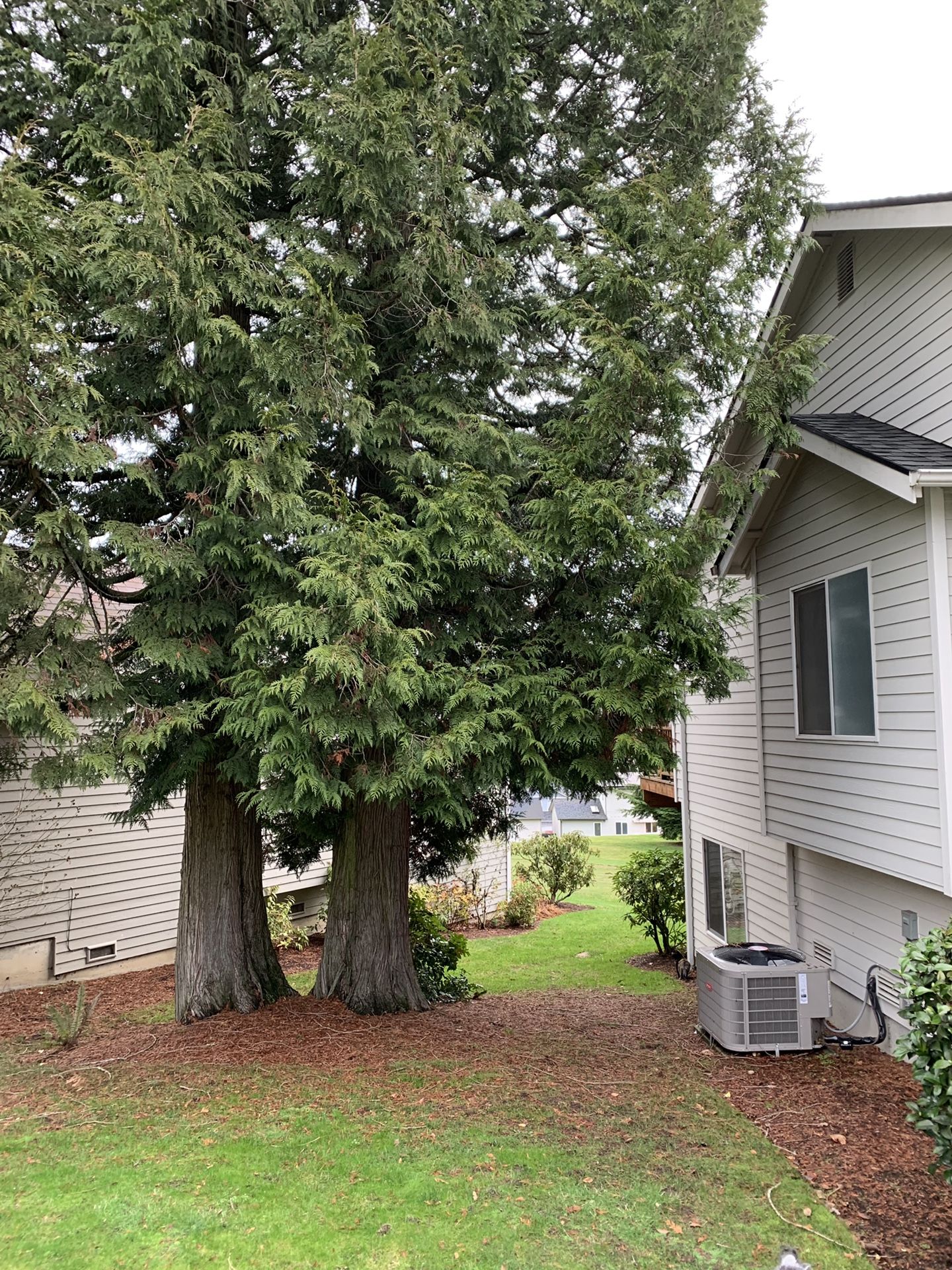 Cedar wood rounds for Sale in Kirkland, WA OfferUp