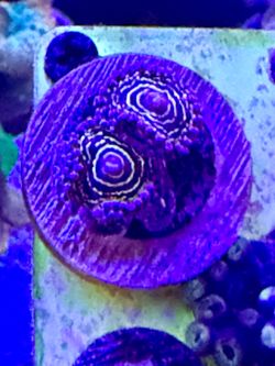 Tank decor