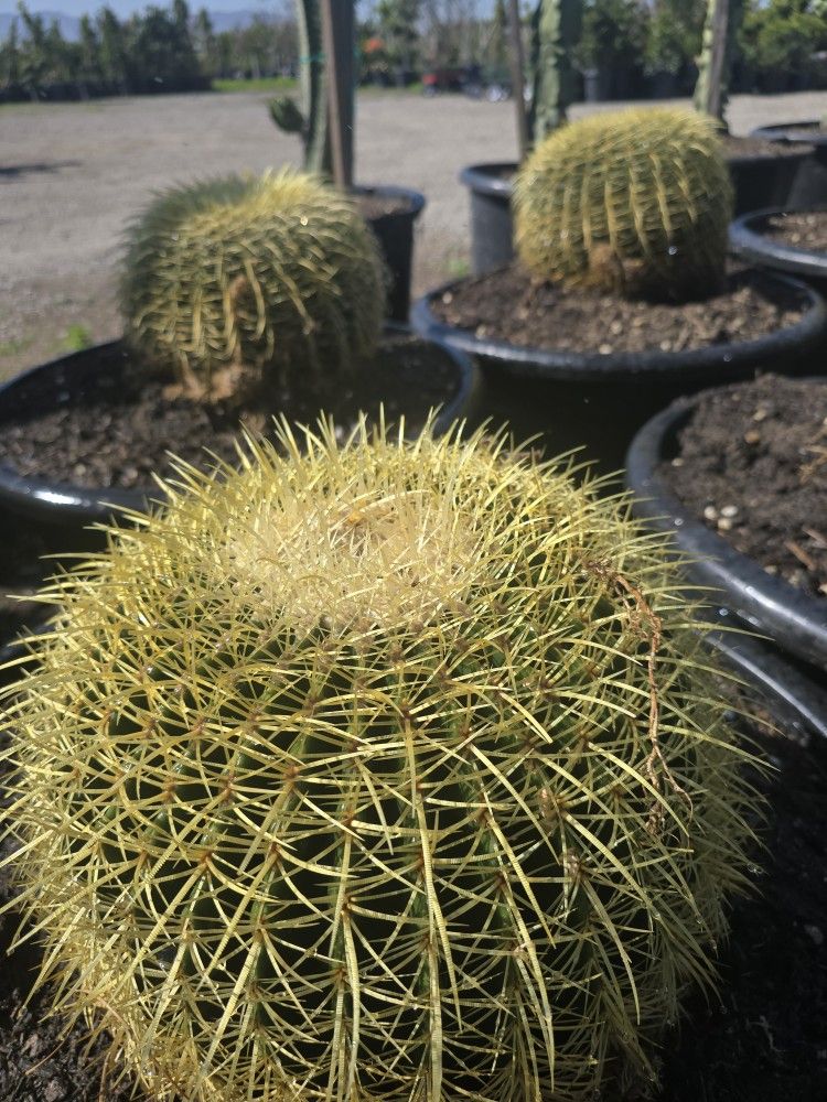 Golden Barrel Cactus,All Products : American Fashion Style Bags On Sale