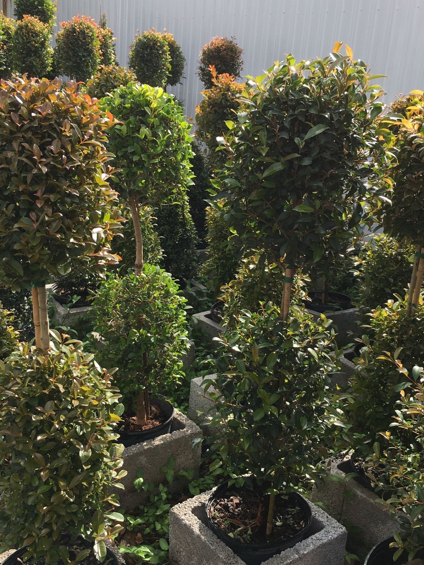 Balls Topiary , Cone In 3 gls Pot SPECIAL PRICE !!🤩