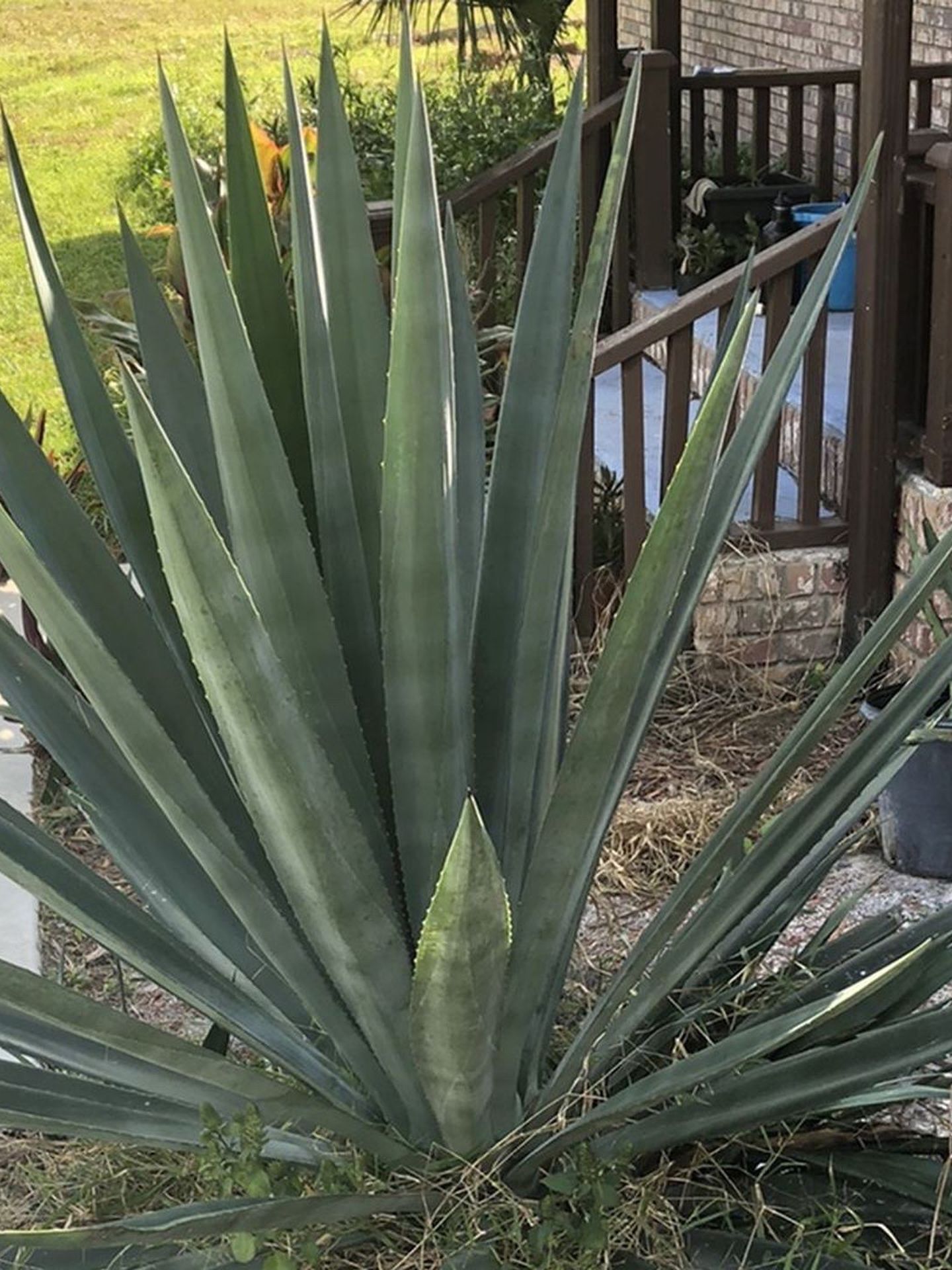 Large Blue Agave