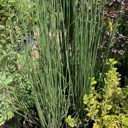 Oregano Bay Leaf Horse Tail Rose Marry