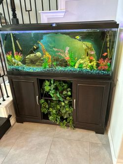 Fish Tank and Stand