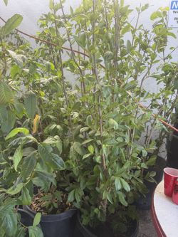 árboles de guayaba blanca mexicana en vallejo 