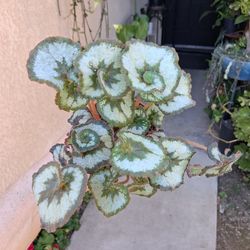 Begonia ESCARGOT Plant $20