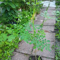 Moringa Plants Ready For Harvest And To Use