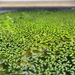Duckweed 🍀 🌱 💦