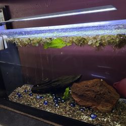 Fluval 5 Gallon Fish Tank Aquarium + Extras!