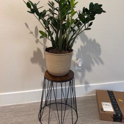 ZZ Plant,  Alocasia Plant Base And 2 Stands