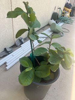 Red-fleshed Taiwanese guava tree Cây ổi Đài Loan ruột đỏ