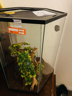 Chameleon and Gecko Tank