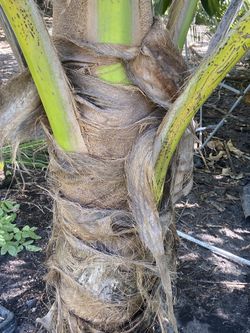 Coconut Palms .. 20$ Per Ft Of oah