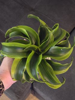 Dracaena Tornado Plant