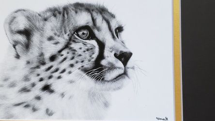 Realistic Pencil Drawing, Cheetah, Printed Copy In A Mat, Size 8x10