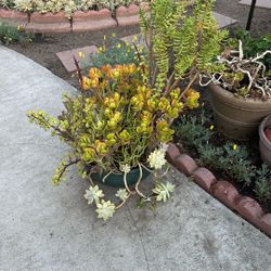 Variety Of Succulent Plants