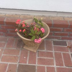 Plant With Plastic Pot