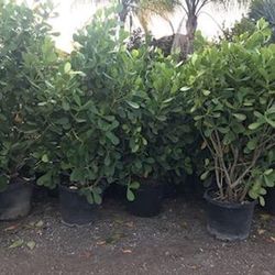 Clusias 15 Galones 6ft 