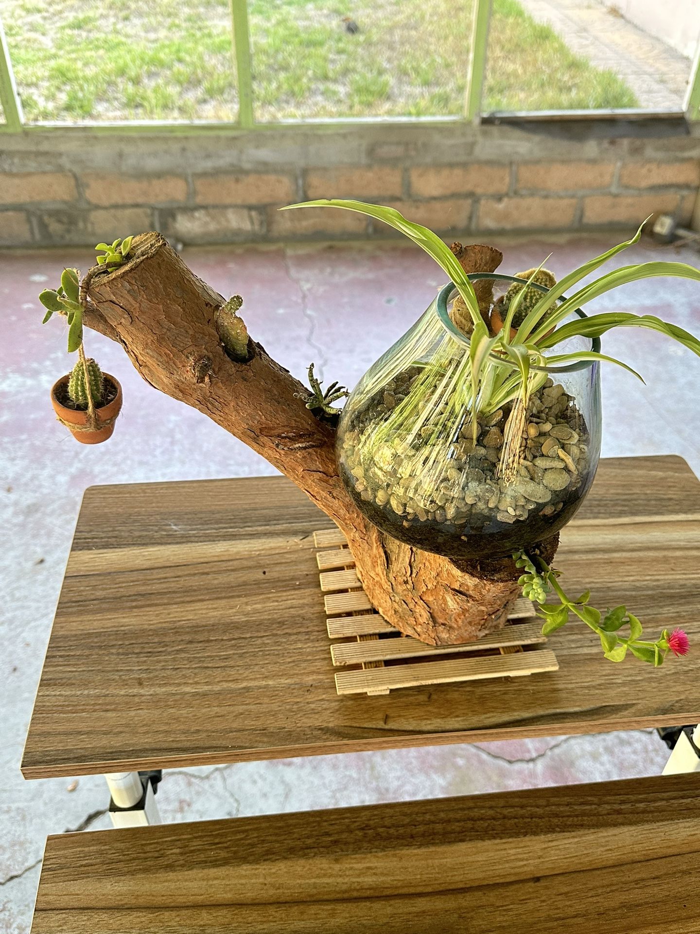 Succulent Plants And Cactus
