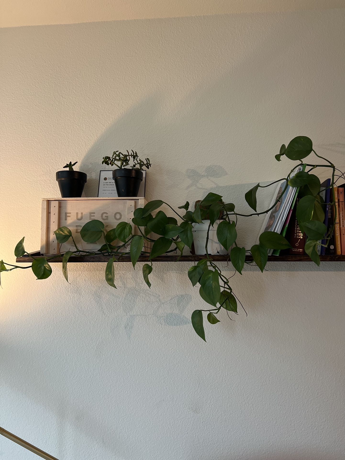 Ivy Houseplant Golden Pathos 