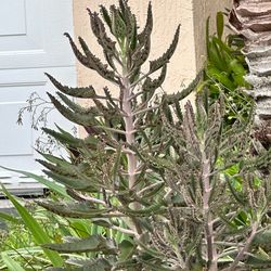 Mother of a thousand (kalanchoe)