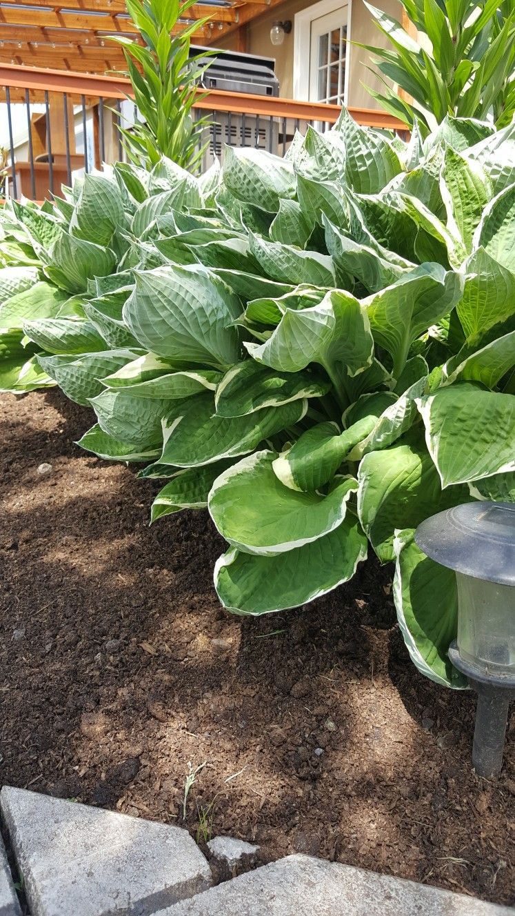Beautiful Hosta Perennial Landscaping Plants