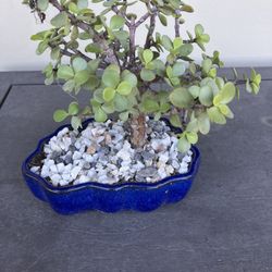 Cute Happy & Healthy Bonsai Jade Plant 