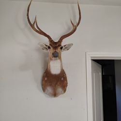 Axis Taxidermy 