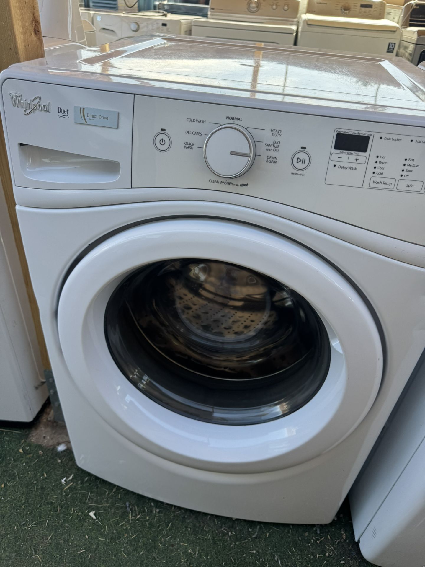 Bonita Labadora Frontal