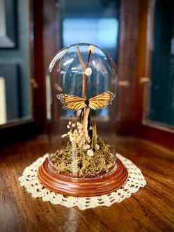Monarch butterfly display in vintage cloche dome