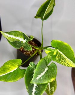 Syngonium Scrambled Eggs