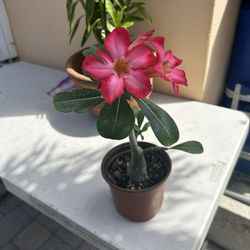 Rose Of Dessert 