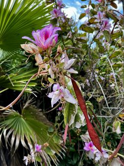 Beautiful 12 ft tall Bauhinia variegata (Mountain Ebony, orchid tree)