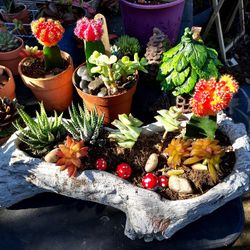 SUCCULENT PLANT SALE THIS SUNDAY  IN SAN LORENZO. STARTING AT ONLY $4. From 1pm To 4pm