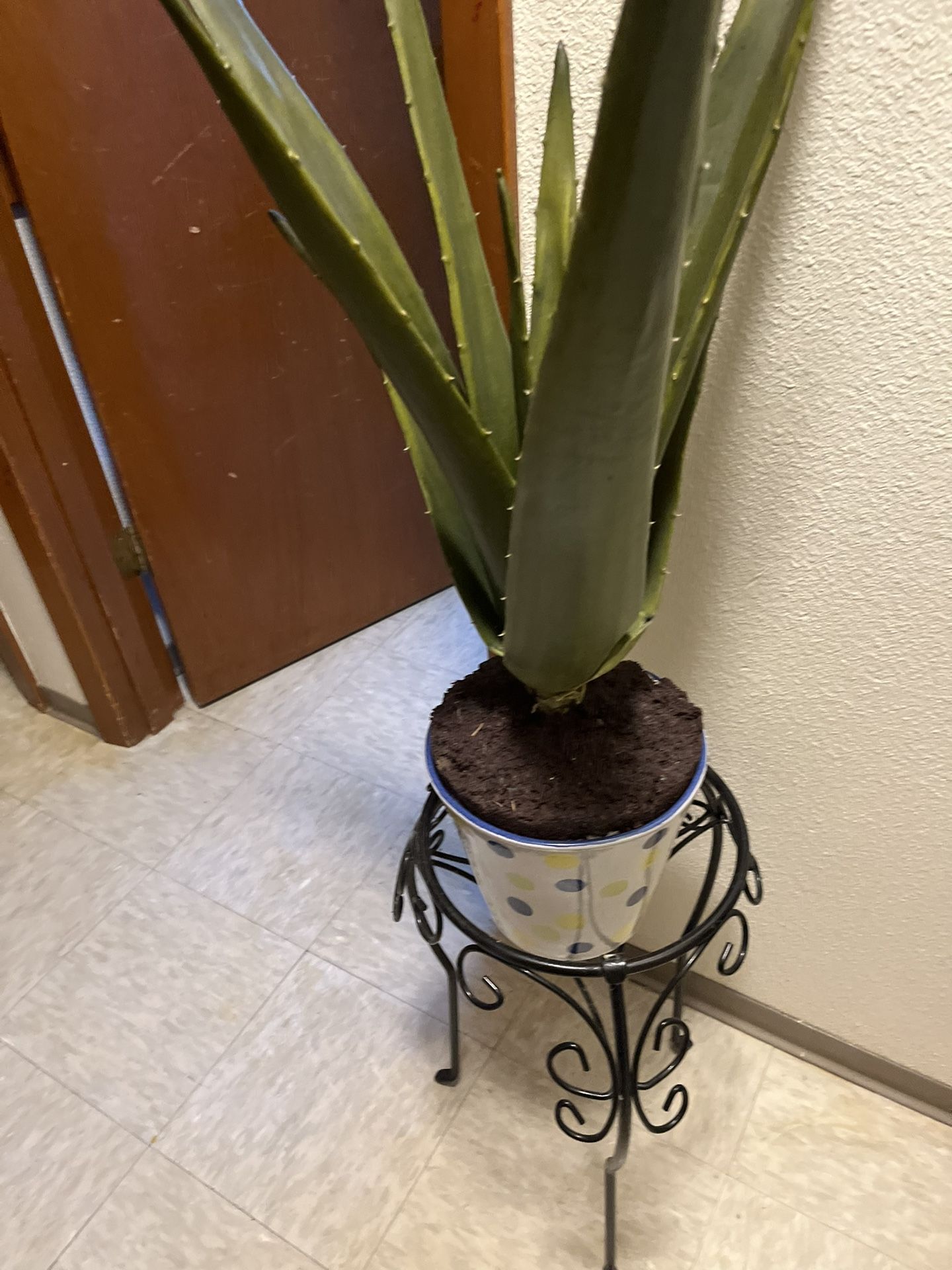 Aloe Vera Plant