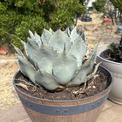 Perry Agave- Artichoke