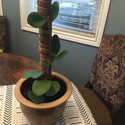 Plant