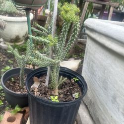 planta de cactus 