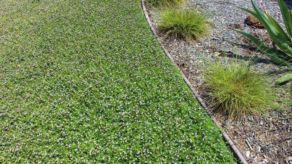 Kurapia New White Groundcover Ground Cover Grass Drought Tolerant Trees Coral Bells Honeysuckle Creeping Periwinkle turf Tyne Juniper Silver Carpet