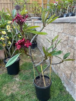 Extra Large Hilo Red Plumeria