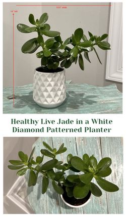 Healthy Live Jade in a White Diamond Patterned Planter 