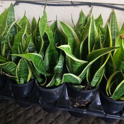 Small Lengua De Suegra $17  Bonita Planta 12 Available 