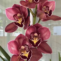 Cymbidium Orchid.