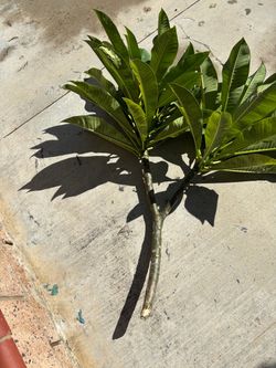 Plumeria