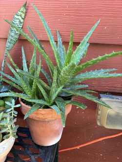 Maceta De Áloe Vera Muy Bonita 