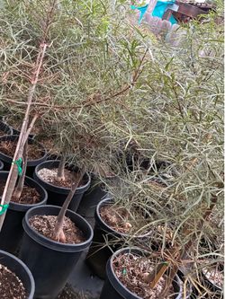 Botle trees in 15 gallon pots $125 each