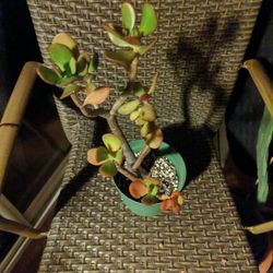Jade Plant