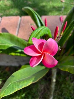 Plumeria cuttings 10 varieties
