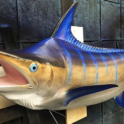 Marlin Fish