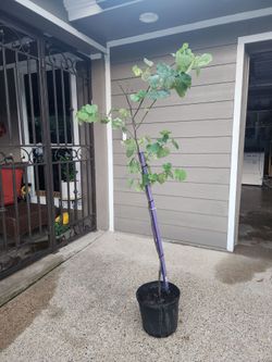 Tree Eastern redbud!