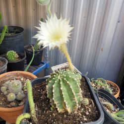 Cactus 